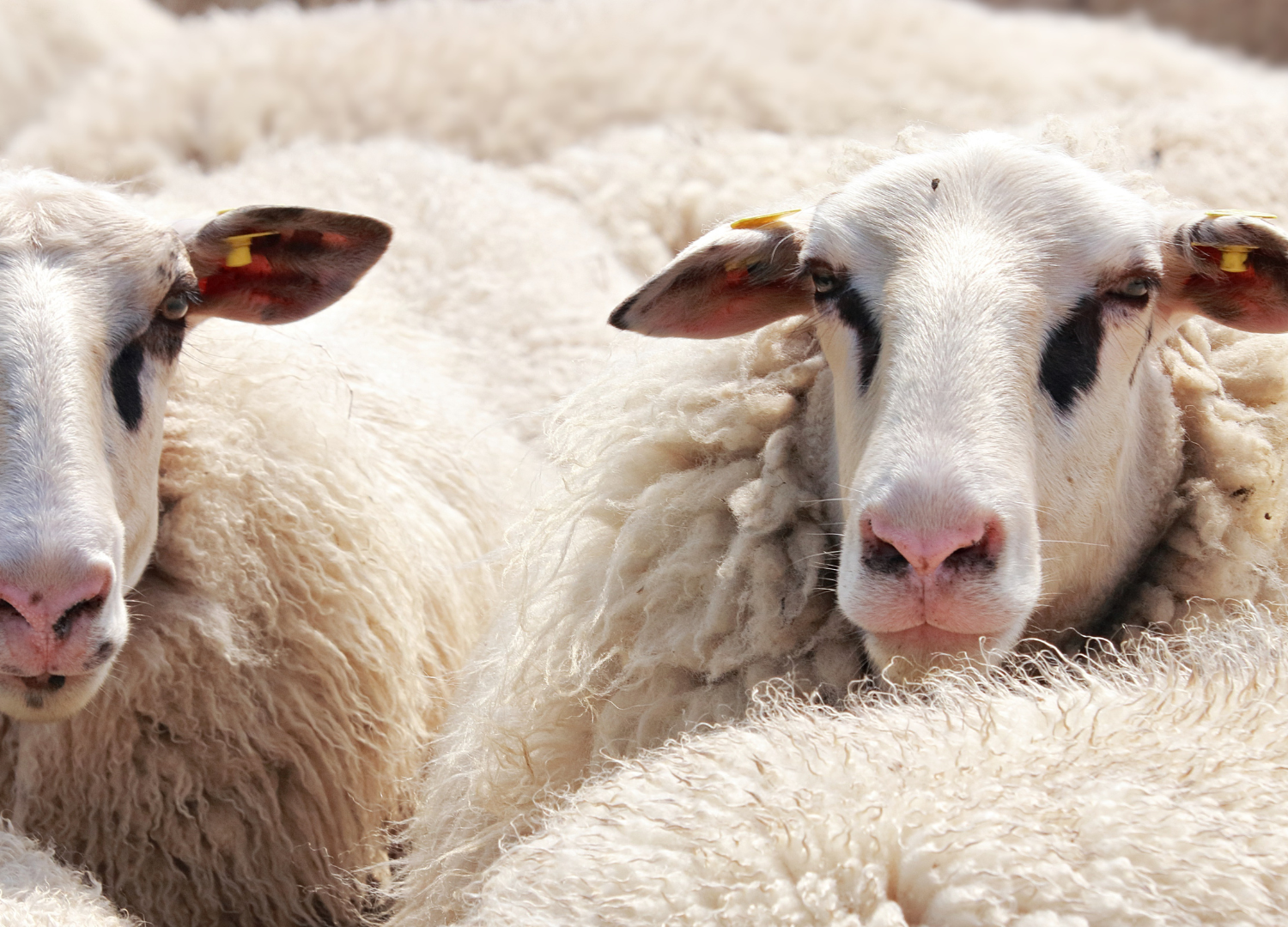 Avantages de la laine : pourquoi la choisir pour vos foulards